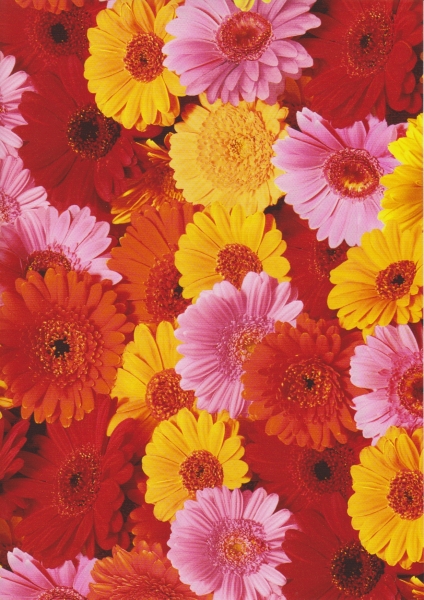 Geschenkpapier GERBERA 50cm